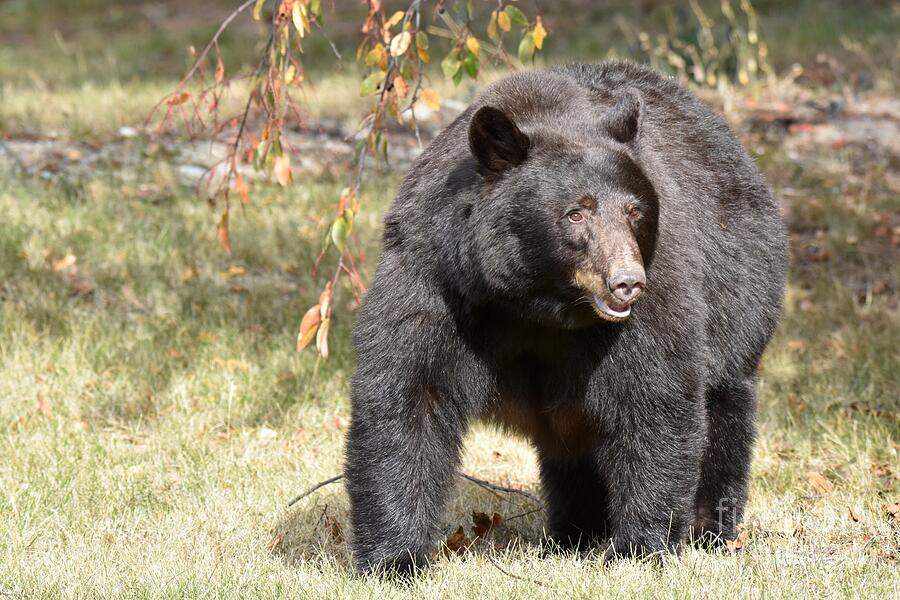 Momma Bear Photograph by Bonnie-Lou Ferris - Fine Art America