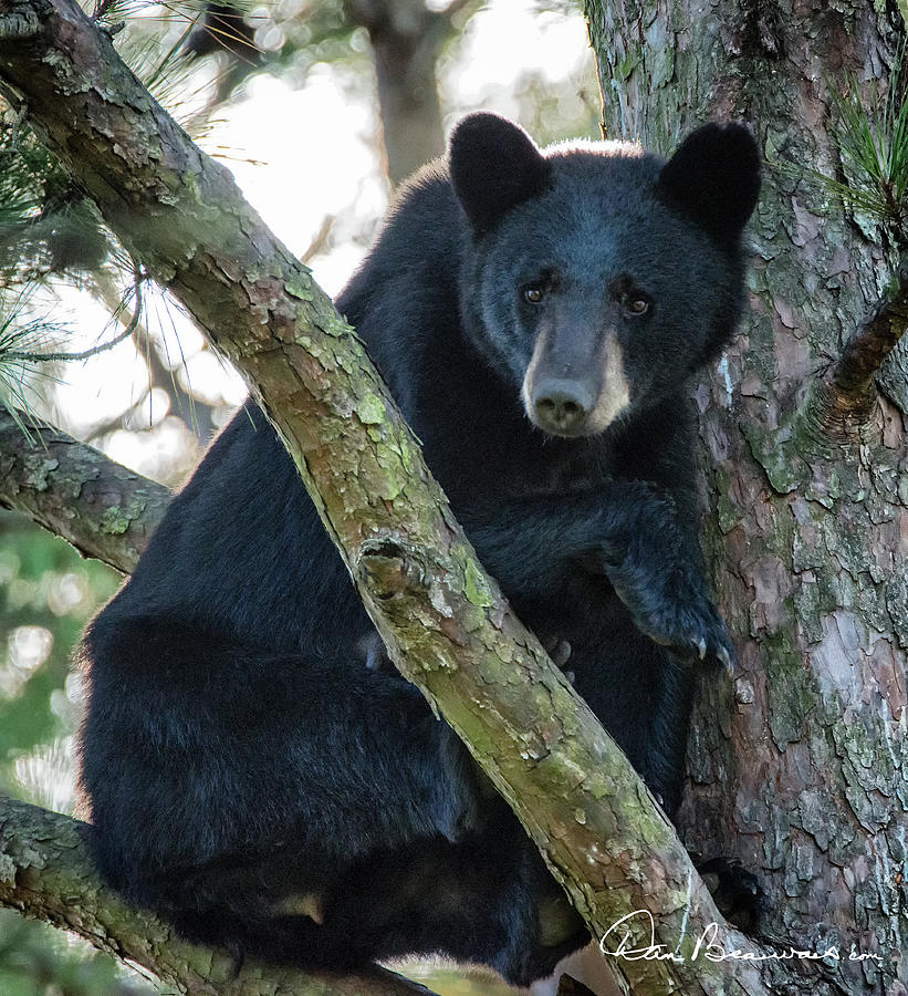 Momma Bear in a Tree 7975.tif Photograph by Dan Beauvais