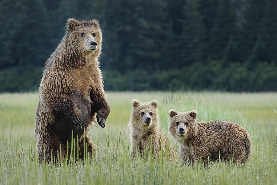 Momma Bear on Guard Photograph by Linda D Lester - Fine Art America