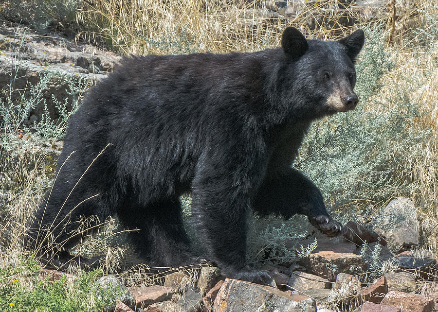 Momma Bear Walking Photograph by Stephen Johnson