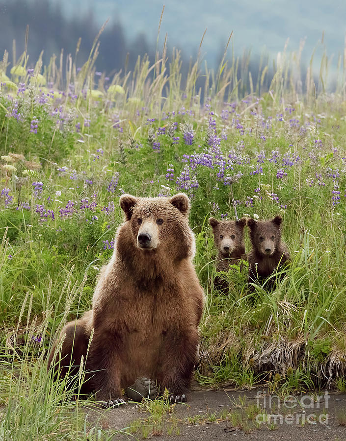 Momma and Twin Bear Cubs in the Lupines Photograph by Linda D Lester