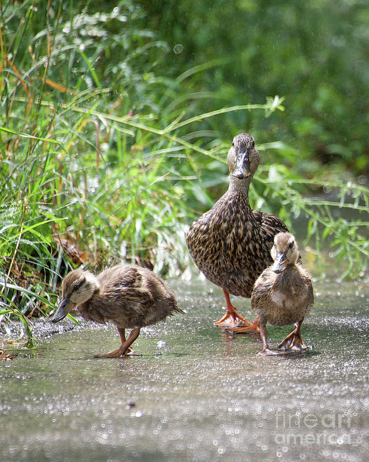 Duck Photograph - Momma Duck and her Ducklings by Cathy Fitzgerald
