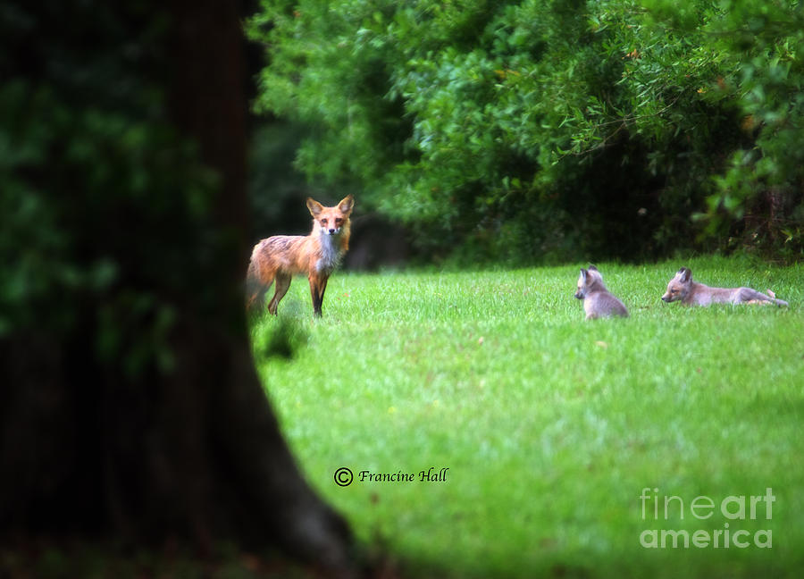 Momma Fox And Kits Photograph By Francine Hall Pixels