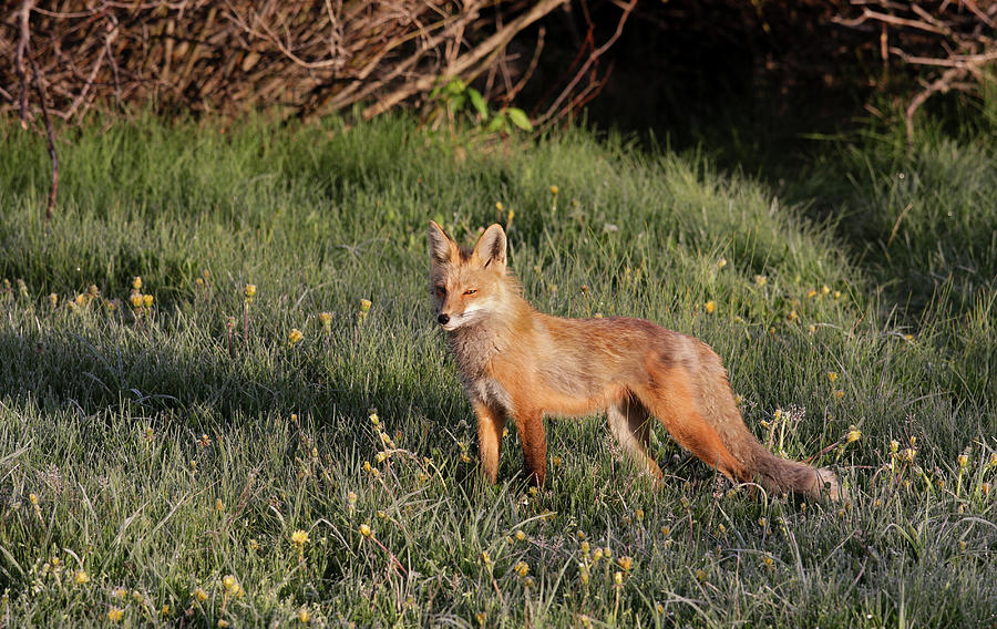 Momma Fox Photograph by Ronnie And Frances Howard