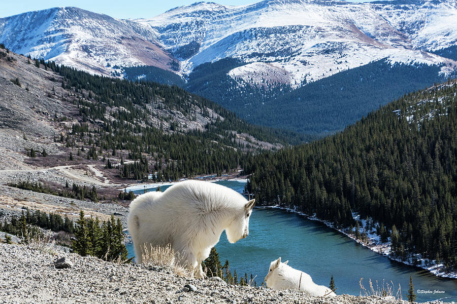 Momma Goat and Kid Overlooking Blue Lakes Photograph by Stephen Johnson