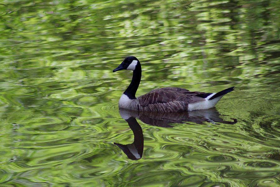 Momma Goose Going for a Swim Photograph by M E
