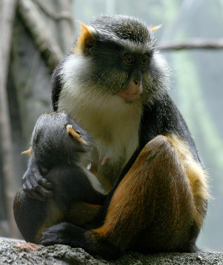 Momma Photograph by Jason Hochman - Fine Art America