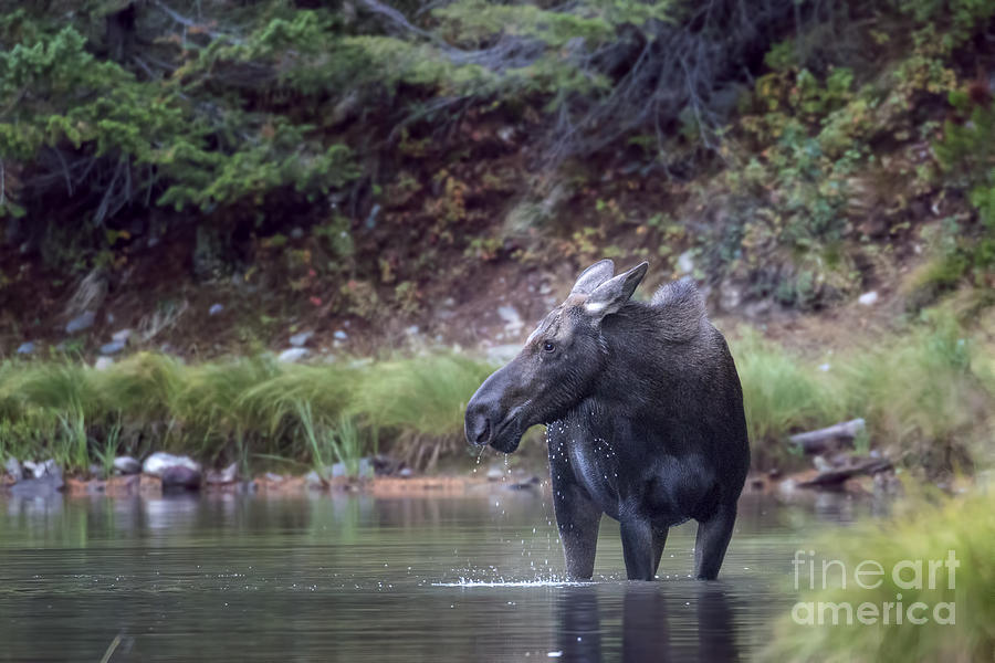 Momma Moose at Fishercap Lake Photograph by Jemmy Archer