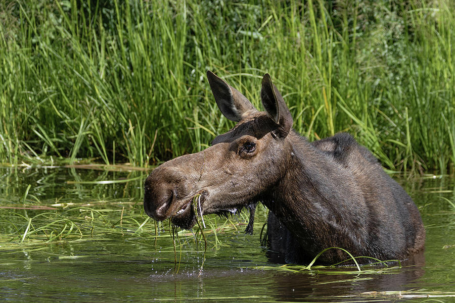 Momma Moose Photograph by Ronnie And Frances Howard
