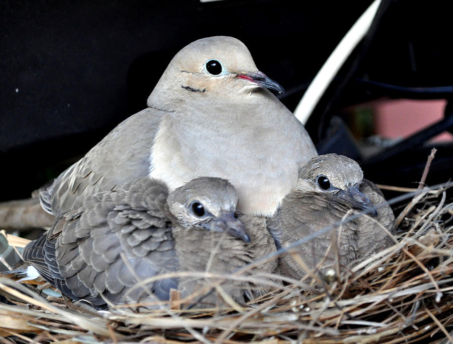 Momma Mourning Dove And Her Squabs Photograph by Jay Milo