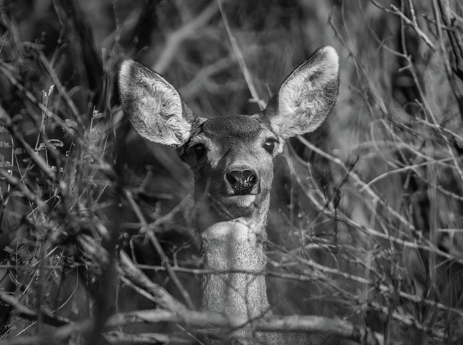 Deer Photograph - Momma Mule Deer by Michael Osborne