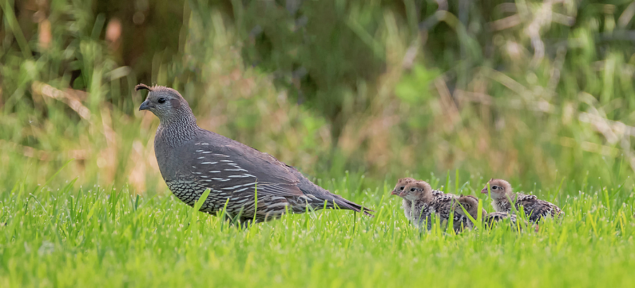 Momma Quail and Babies Photograph by Loree Johnson