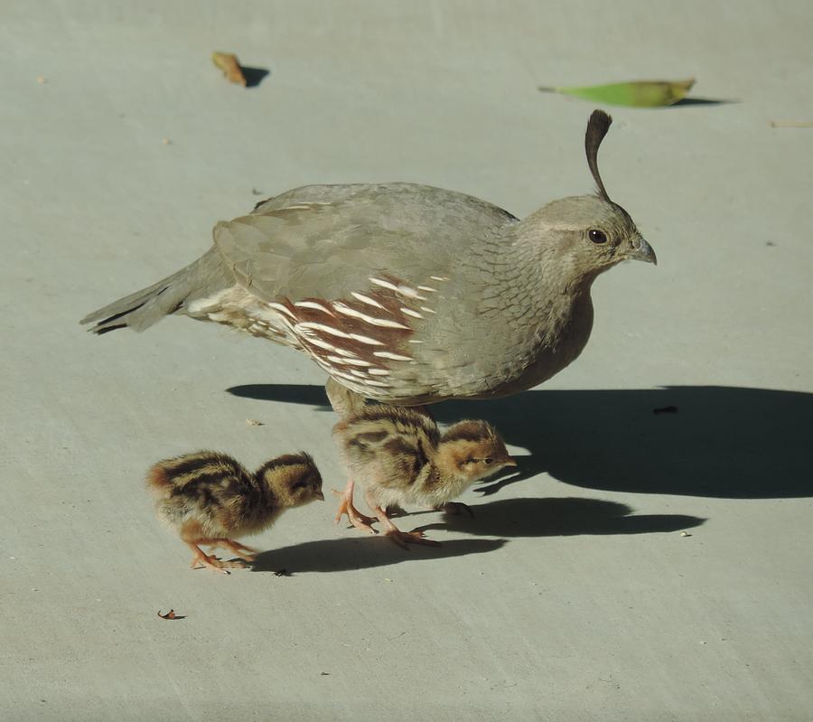 Quail Family Regal Art Father Mother Two Chicks