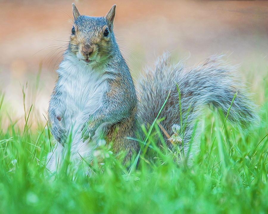 Momma Squirrel Photograph by Cathy Kovarik