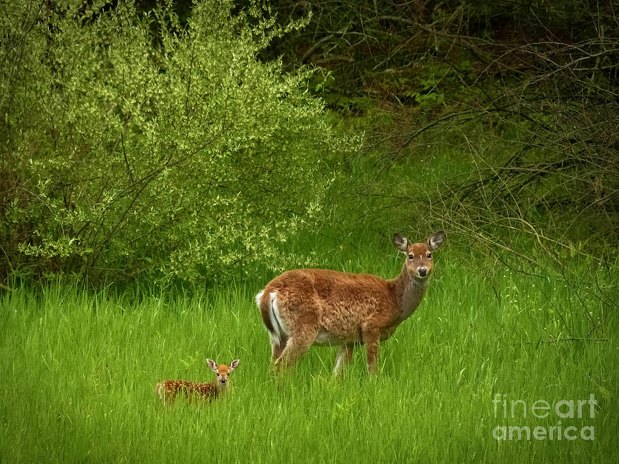 Deer Photograph - Mommas Little Baby by Teresa A and Preston S Cole Photography