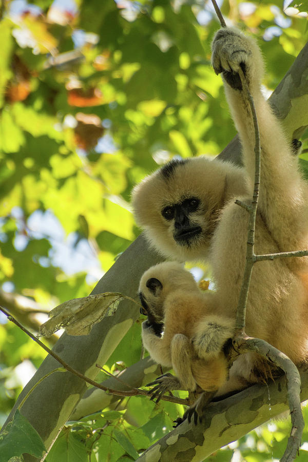 Mommy Gibbon Photograph by John Benedict