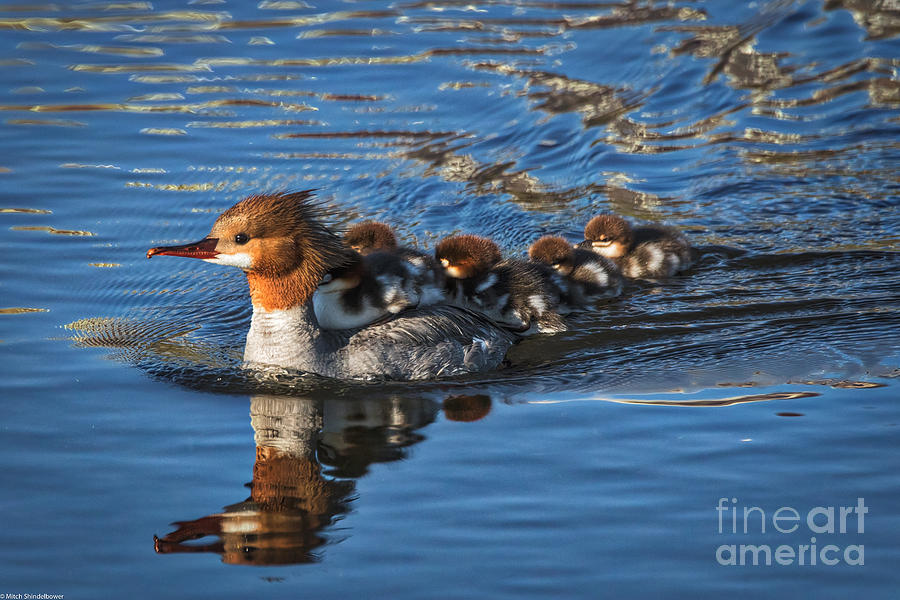 Duck Photograph - Mommy Merganser  by Mitch Shindelbower