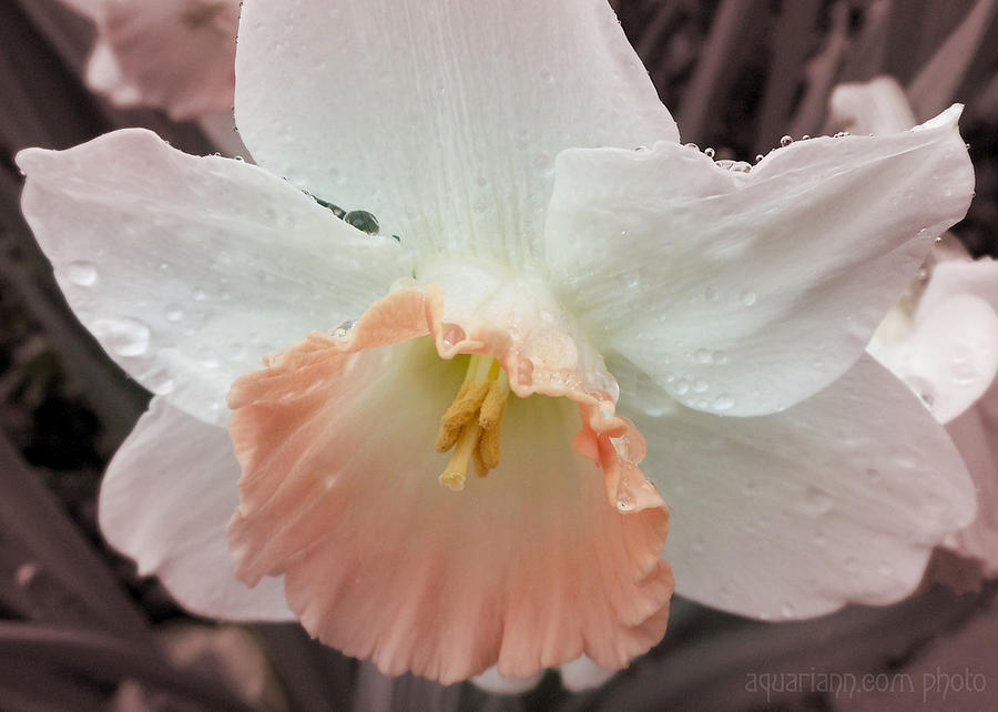 Moms Birthday Daffodil Photograph by Kristin Aquariann
