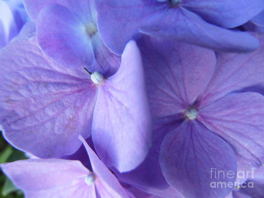Moms Lavender Hydrangea Photograph by D Hackett