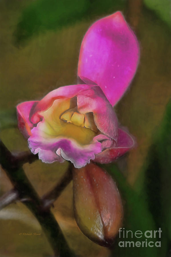 Orchid Painting - Moms Orchid by Deborah Benoit