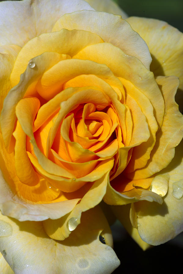 Moms Yellow Rose of Texas Photograph by Gary Langley