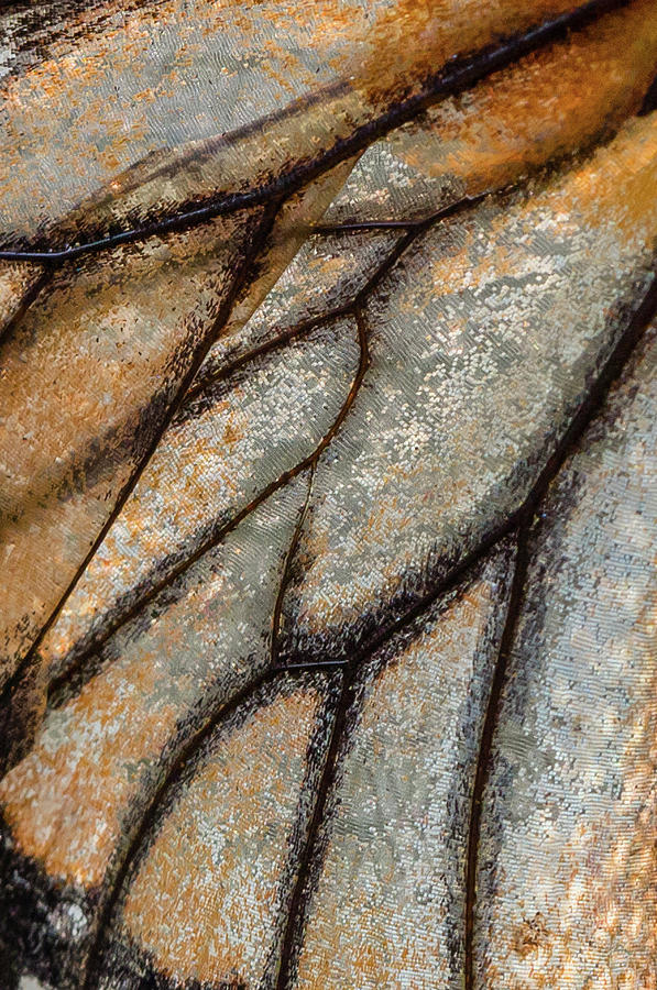 Monarch Butterfly Wing - Natures Abstract Photograph by Christy Cox