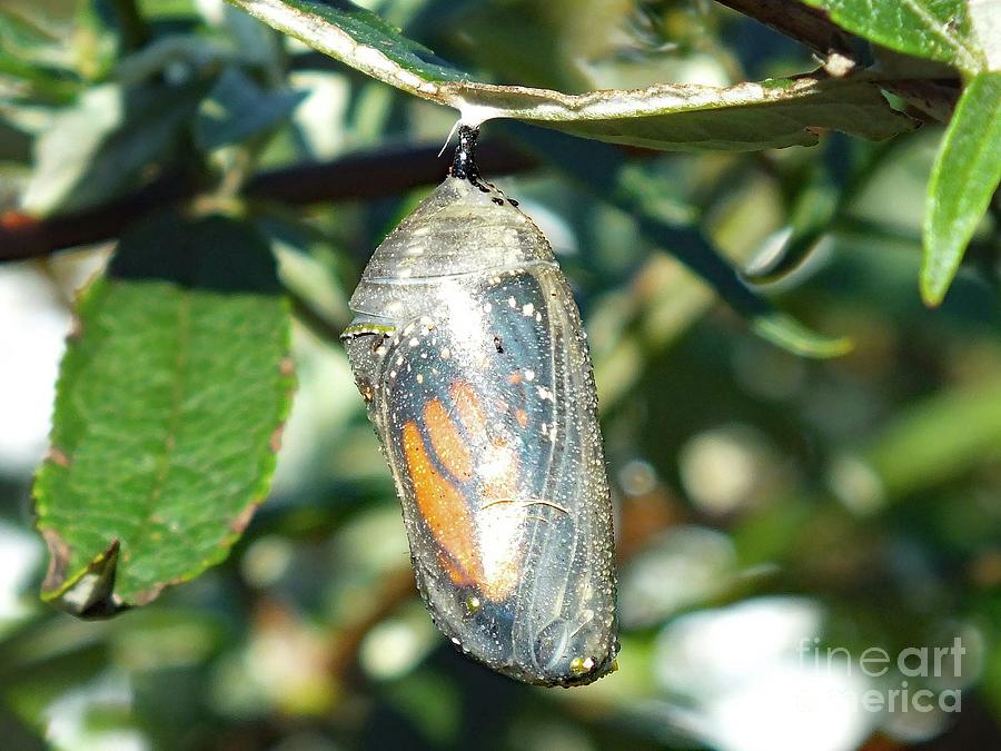 Monarch Chrysalis - Day Ten Photograph by Cindy Treger