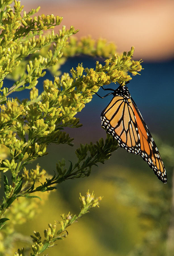 Monarch 1 by Lindy Grasser Monarch 1 by Lindy Grasser
