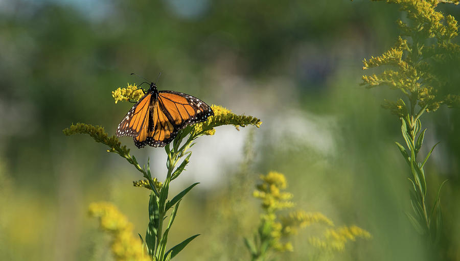 Butterflies Photograph - Monarch 2 by Lindy Grasser Butterflies Photograph - Monarch 2 by Lindy Grasser