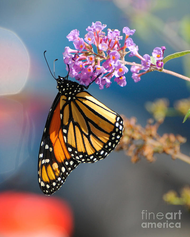 Butterfly Photograph - Monarch 2011 E by Edward Sobuta