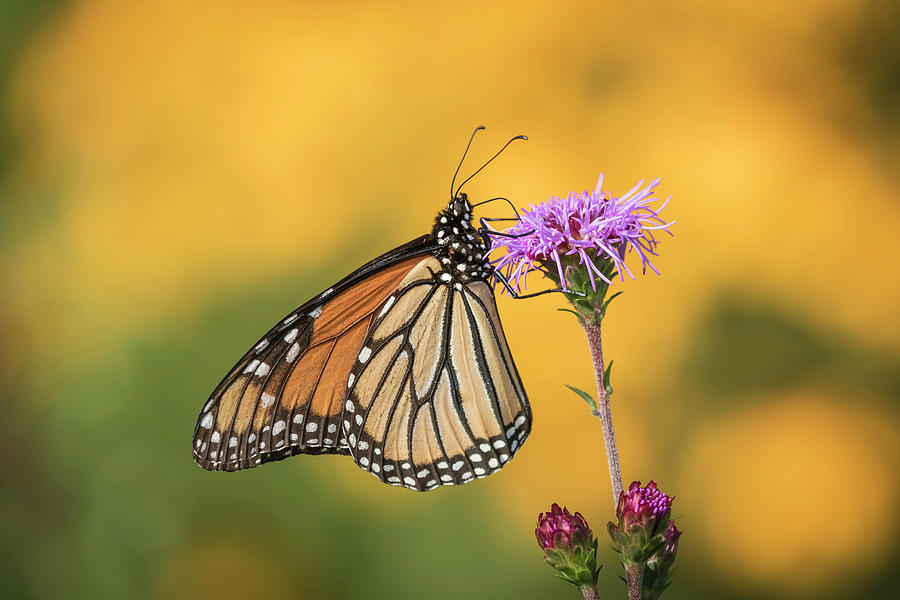 Monarch 2016-3 Photograph by Thomas Young