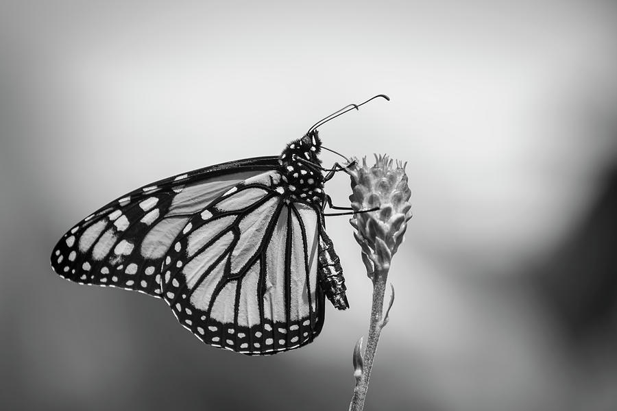 Monarch 2018-17-BW Photograph by Thomas Young