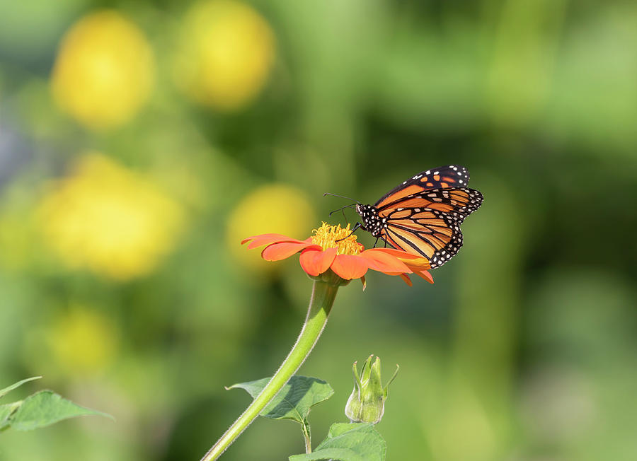 Flower Photograph - Monarch 2018-18 by Thomas Young