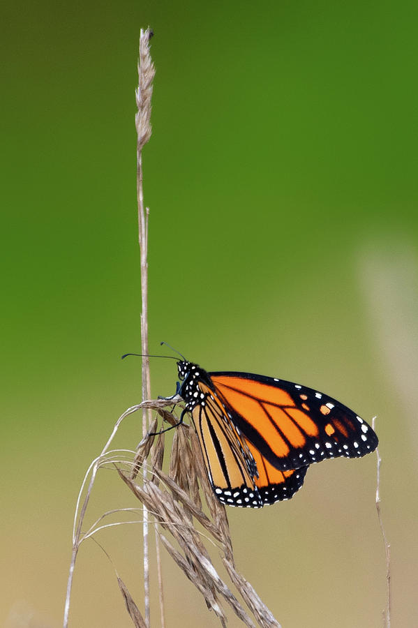 Monarch 4 Photograph by Bill Wakeley