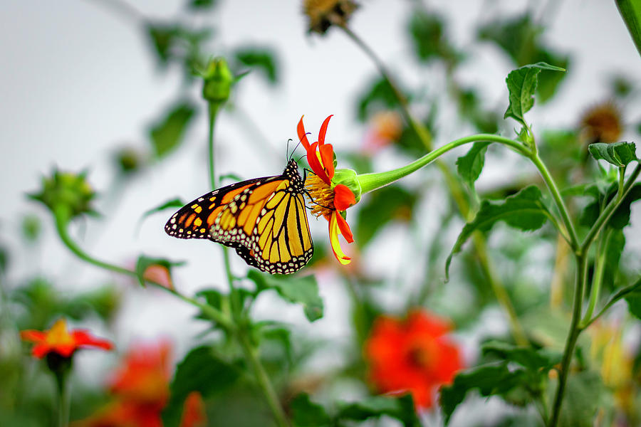 Monarch 5 Photograph by Kevin Argue
