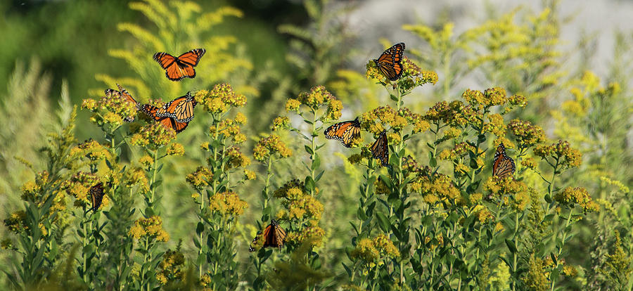 Monarch 6 by Lindy Grasser Monarch 6 by Lindy Grasser