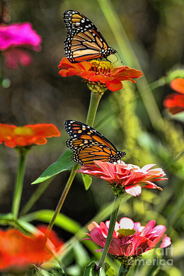 Monarch 8 Photograph by Edward Sobuta