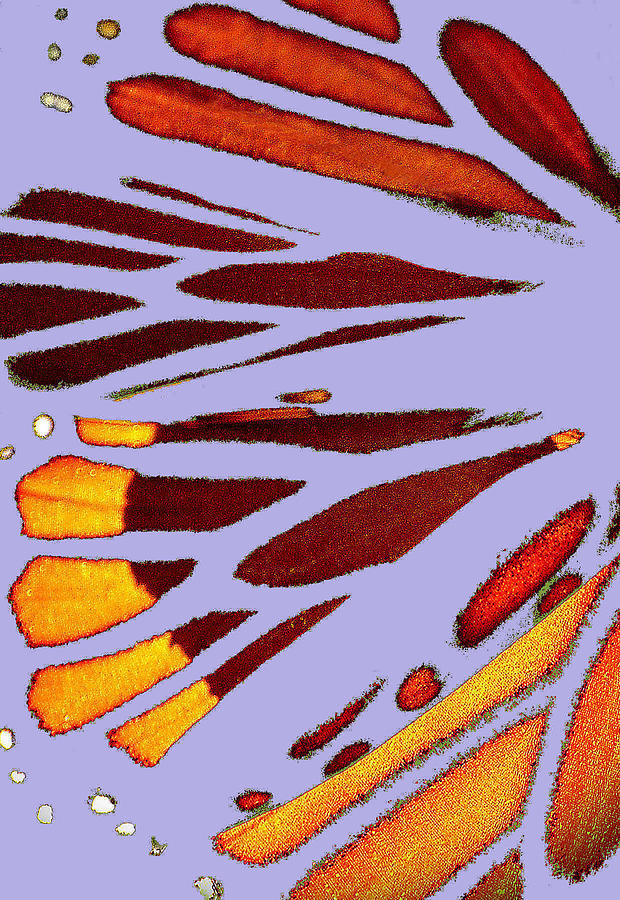 Monarch Abstract Lavender Photograph by Nadalyn Larsen