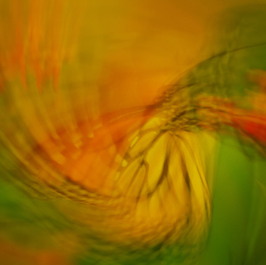 Monarch Abstract Photograph by Michael Peychich