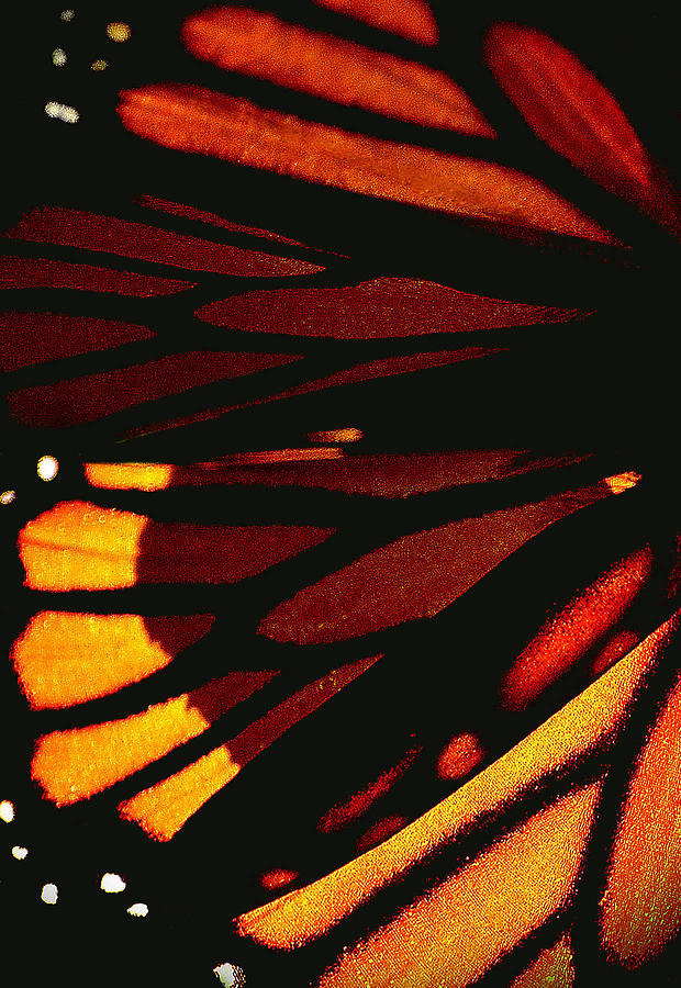 Monarch Abstract Photograph by Nadalyn Larsen