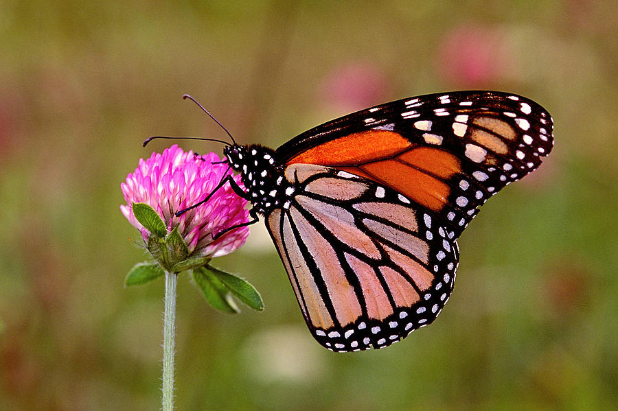 Monarch Photograph by Alan Lenk