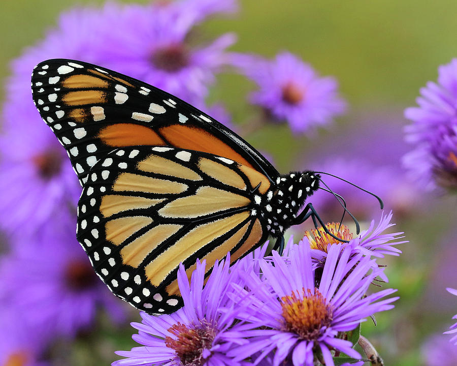 Monarch Among the Asters Photograph by Doris Potter