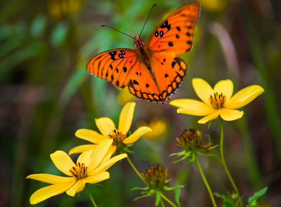 Butterfly Photograph - Monarch among the Daisies by Parker Cunningham