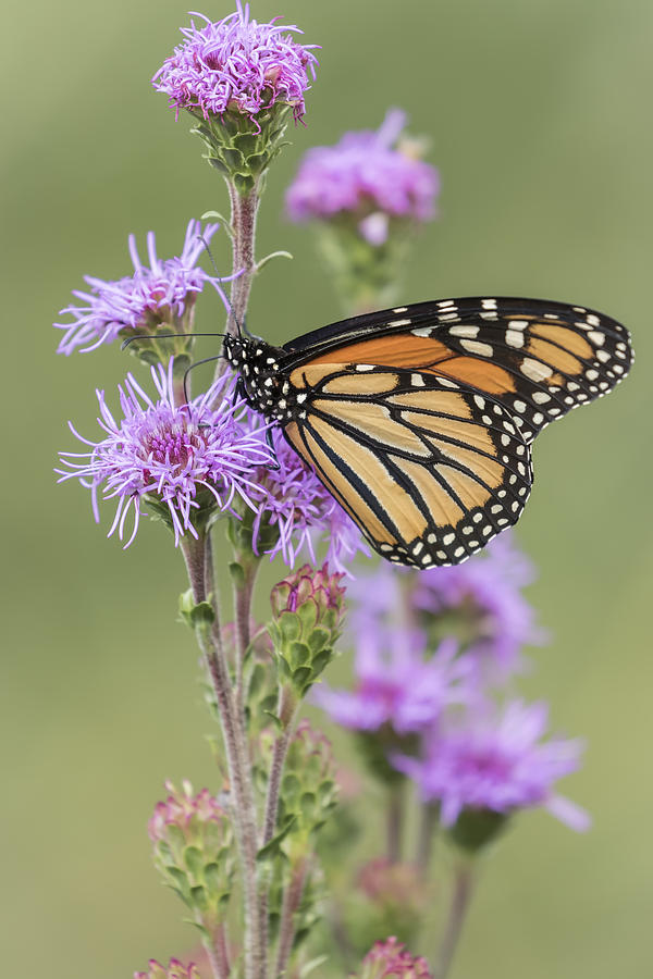 Monarch and Blazing Star 1-2015 Photograph by Thomas Young