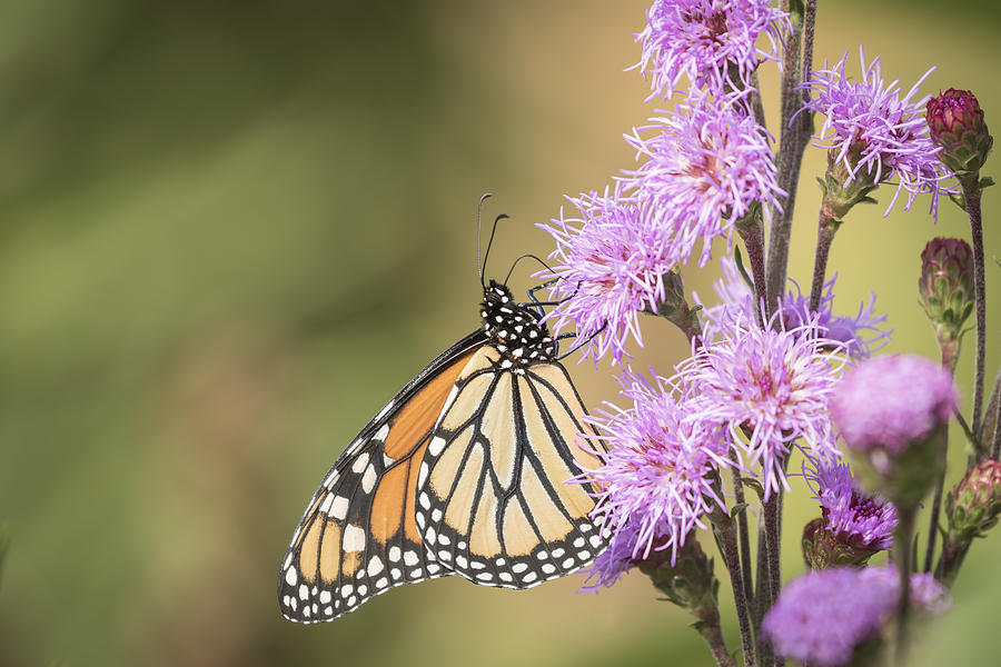 Monarch and Blazing Star 2-2015 Photograph by Thomas Young