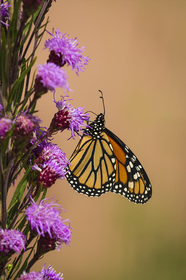 Monarch and Blazing Star 2013-1 Photograph by Thomas Young