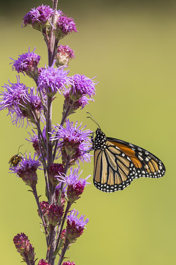 Monarch and Blazing Star 2014 Photograph by Thomas Young