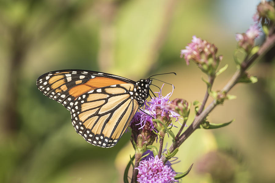 Monarch and Blazing Star 3-2015 Photograph by Thomas Young