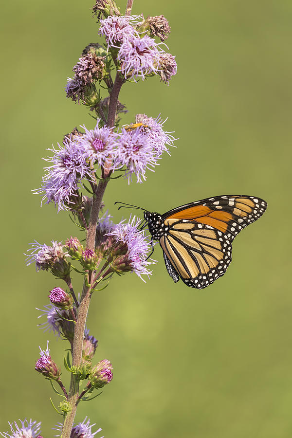 Monarch and Blazing Star 4-2015.jpg Photograph by Thomas Young