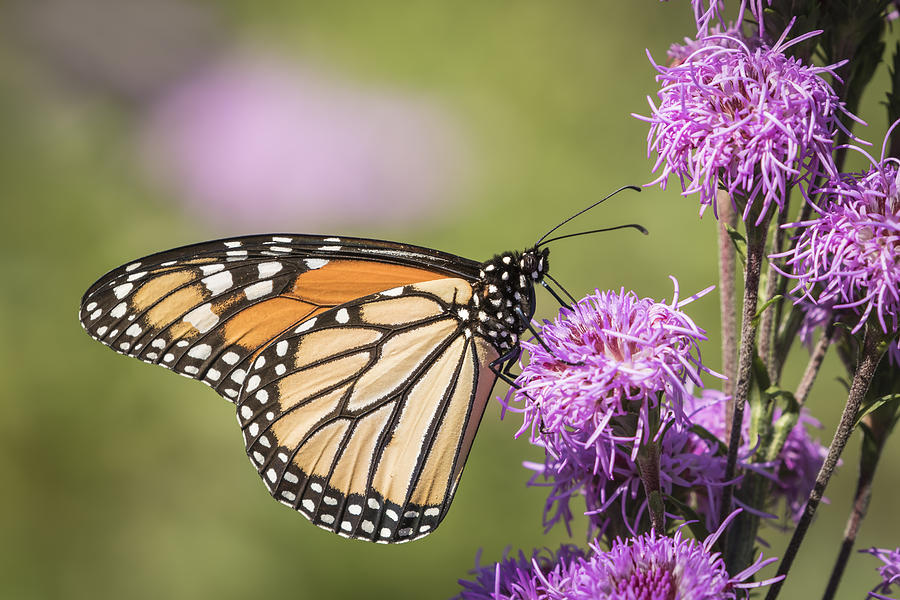 Monarch and Blazing Star 5-2015 Photograph by Thomas Young